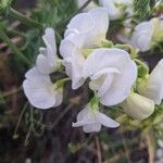 Lathyrus odoratusBlüte