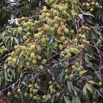 Litchi chinensis ഫലം