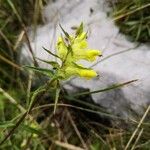 Rhinanthus glacialis