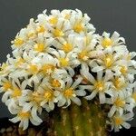 Blossfeldia liliputana Çiçek
