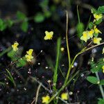 Utricularia subulata Hàbitat