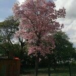 Tabebuia rosea Habit