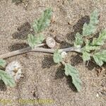 Neurada procumbens عادت