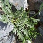 Achillea clavennae Folha