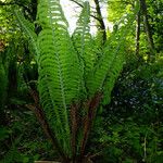 Onoclea struthiopteris ശീലം