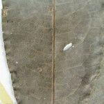 Mabea salicoides Други