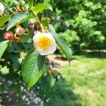 Stewartia rostrata Kvet