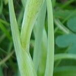 Iris latifolia Leaf