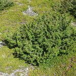 Nothofagus pumilio Habitat