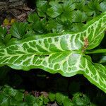 Arum italicum পাতা
