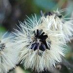 Hieracium sabaudum Fruit