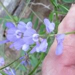 Vicia ludoviciana Blomma