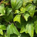 Passiflora citrina Leaf