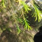 Melaleuca alternifolia Yaprak