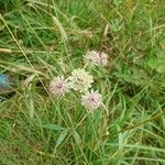 Astrantia majorЦветок