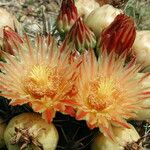 Ferocactus herrerae Цветок