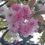 Prunus serrulata Floro