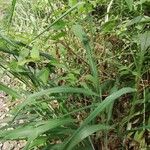 Panicum maximum Hoja