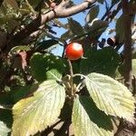 Sorbus aria Lapas