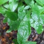 Cedronella canariensis Leaf