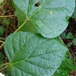 Clerodendrum chinense Folha