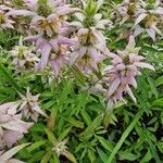 Monarda punctata Blomst