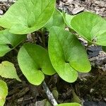 Hexastylis arifolia Frunză