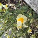 Linaria vulgarisFlor