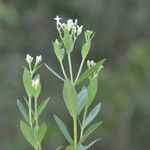 Declieuxia fruticosa Flower