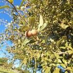 Quercus fusiformis Fruit