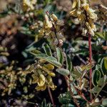Astragalus frigidus ফুল