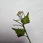 Alliaria petiolata Кветка
