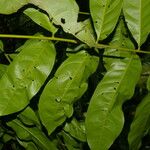 Talisia macrophylla Лист