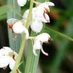 Pyrola rotundifoliaFlor