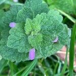 Lamium purpureum Flower