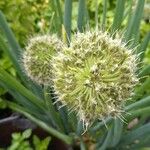 Allium fistulosum Fiore