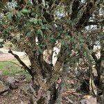 Quercus rotundifolia Bark