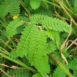 Chamaecrista fallacina Leaf