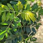 Senna multiglandulosa Лист