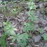 Galium circaezans Habitat