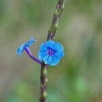 Stachytarpheta crassifolia Flower