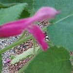 Salvia dorisiana Flor