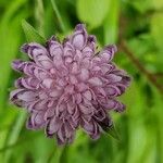 Knautia basaltica Fleur