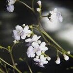 Vitex cooperi Otro