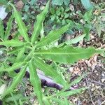 Dracunculus vulgaris Feuille