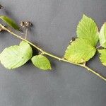 Rubus winteri Anders