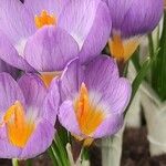 Crocus sieberi Habitus