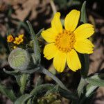 Monolopia lanceolata Flower
