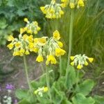 Primula florindae Blomma