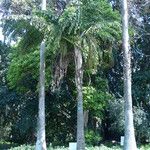Caryota obtusa Hoja